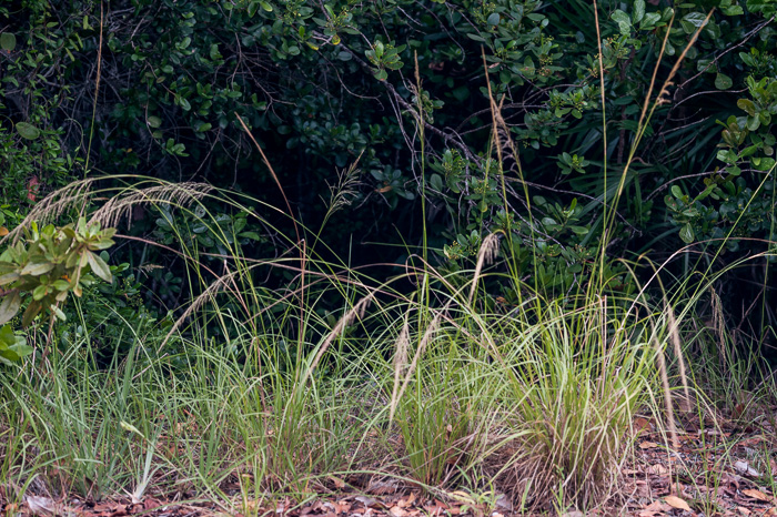 image of Sporobolus jacquemontii, West Indian Dropseed