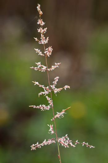 image of Sporobolus junceus, Sandhills Dropseed, Pineywoods Dropseed