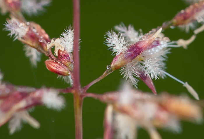 image of Sporobolus junceus, Sandhills Dropseed, Pineywoods Dropseed