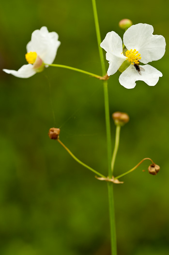 image of Sagittaria lancifolia var. lancifolia, Bulltongue Arrowhead