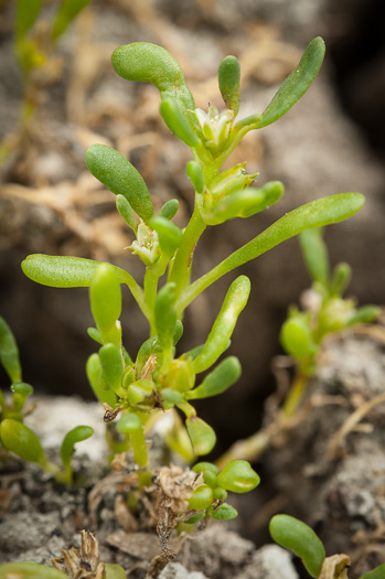 image of Sesuvium maritimum, Small Sea-purslane, Slender Sea-purslane