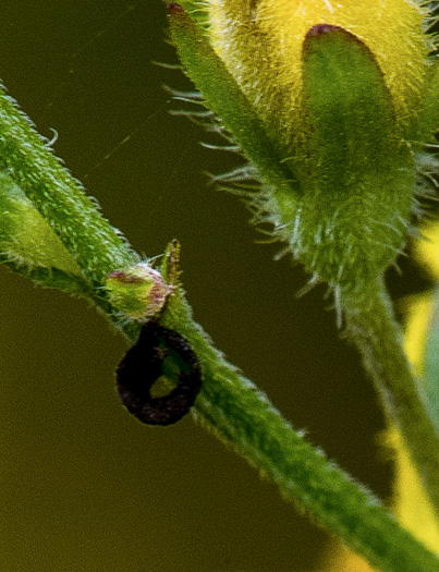 image of Seymeria pectinata ssp. pectinata, Comb Seymeria, Combleaf Black-senna, Yaupon Black-senna, Florida Black-senna