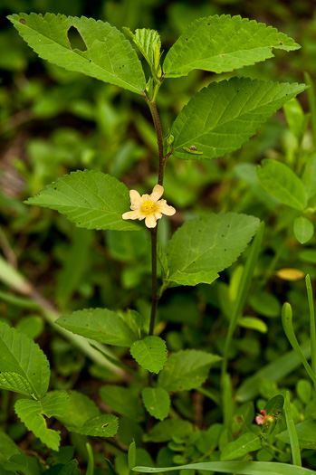 image of Sida rhombifolia var. rhombifolia, Arrowleaf Sida, Diamondleaf Fanpetal, Cuban Jute