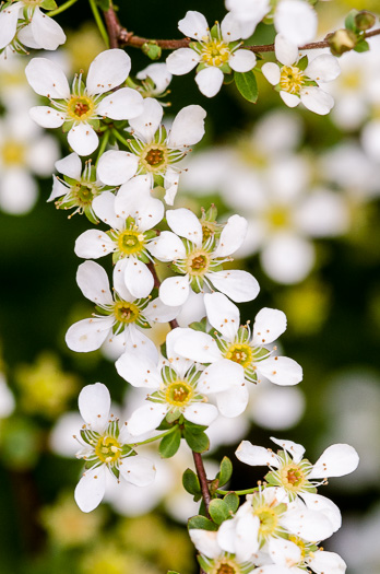 image of Spiraea thunbergii, Thunberg's Meadowsweet