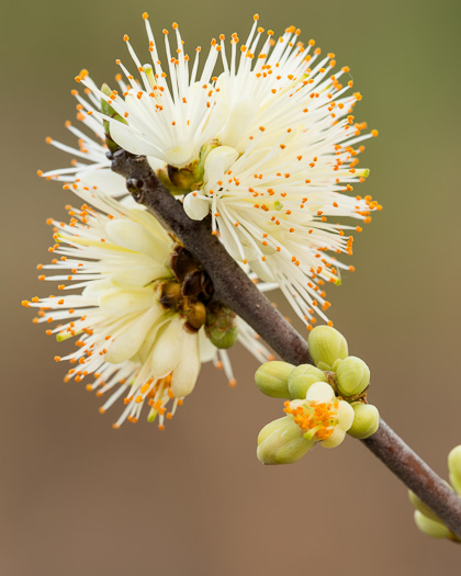 image of Symplocos tinctoria, Horsesugar, Sweetleaf, Dyebush