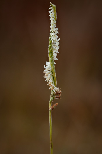 image of Spiranthes vernalis, Spring Ladies'-tresses