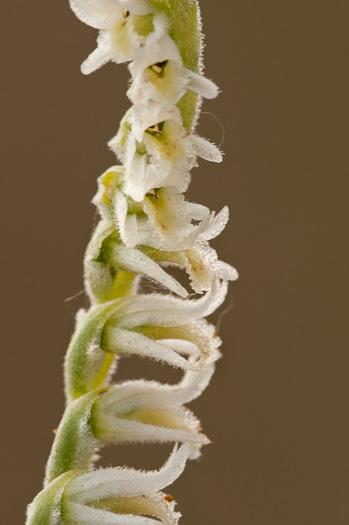 image of Spiranthes vernalis, Spring Ladies'-tresses