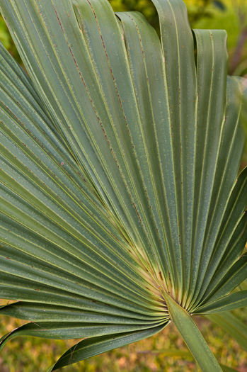 image of Sabal palmetto, Cabbage Palmetto