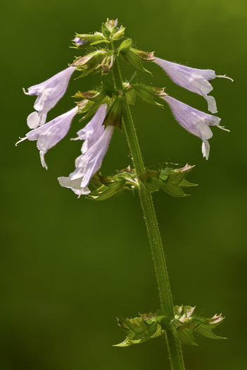 image of Salvia lyrata, Lyreleaf Sage, Cancer-weed