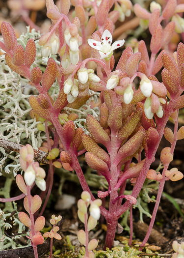 Sedum pusillum, Puck's Orpine, Granite Stonecrop