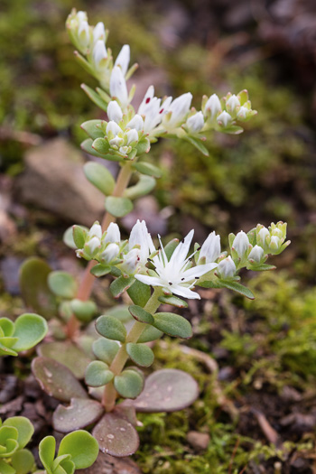 image of Sedum ternatum, Mountain Stonecrop, Whorled Stonecrop, Three-leaf Stonecrop