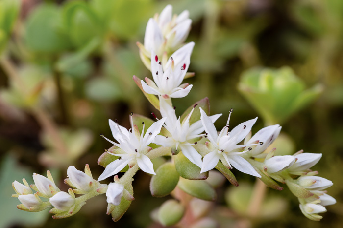 image of Sedum ternatum, Mountain Stonecrop, Whorled Stonecrop, Three-leaf Stonecrop