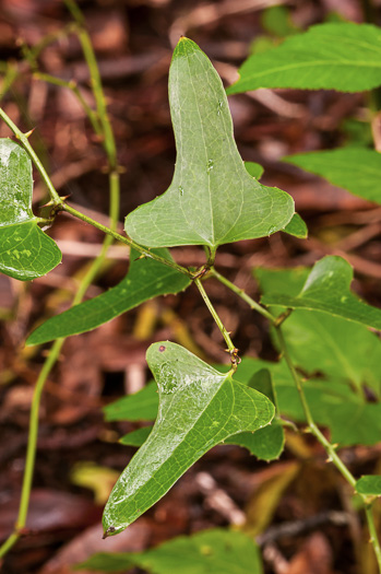 image of Smilax bona-nox var. bona-nox, Fringed Greenbrier, Catbrier, Stretchberry, Tramp's Trouble