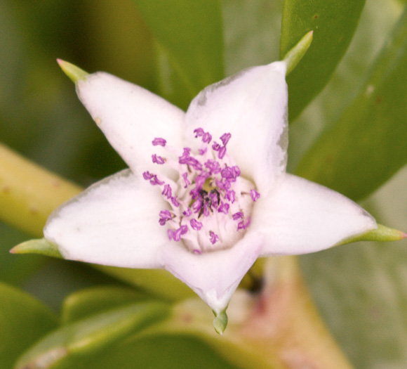 image of Sesuvium portulacastrum, Large Sea-purslane, Shoreline Sea-purslane