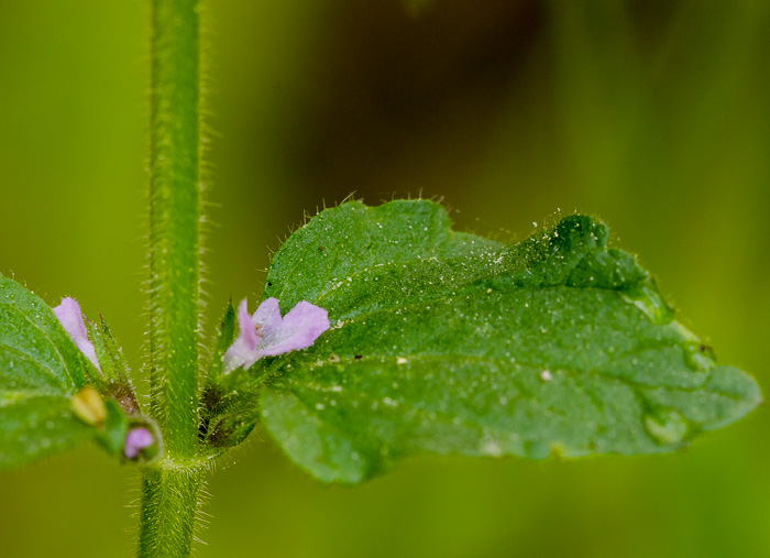 image of Stachys agraria, Mouse's-ear, Shade Betony