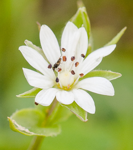 image of Stellaria pubera, Giant Chickweed, Star Chickweed, Great Chickweed, Common Starwort