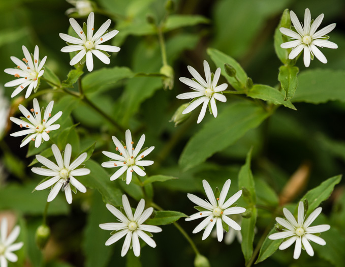 image of Stellaria pubera, Giant Chickweed, Star Chickweed, Great Chickweed, Common Starwort