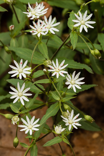 image of Stellaria pubera, Giant Chickweed, Star Chickweed, Great Chickweed, Common Starwort