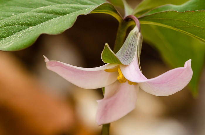 image of Trillium catesbyi, Catesby's Trillium, Rosy Wake-robin, Bashful Trillium, Rose Trillium