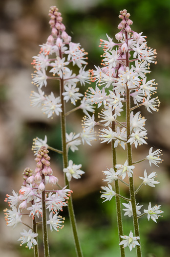 image of Tiarella cordifolia, Piedmont Foamflower, Heartleaf Foamflower