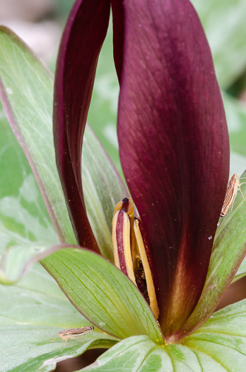 image of Trillium cuneatum, Little Sweet Betsy, Purple Toadshade