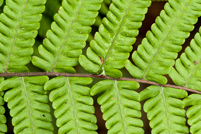 image of Christella dentata, Downy Maiden-fern, Soft Fern, Downy Shield-fern