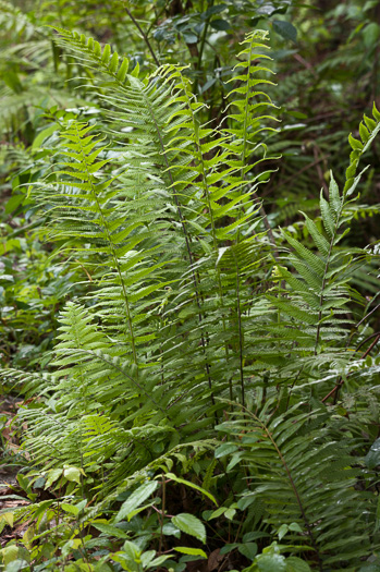 image of Christella dentata, Downy Maiden-fern, Soft Fern, Downy Shield-fern