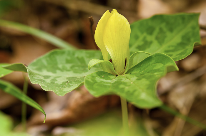 image of Trillium discolor, Pale Yellow Trillium, Faded Trillium, Small Yellow Toadshade, Savannah River Trillium