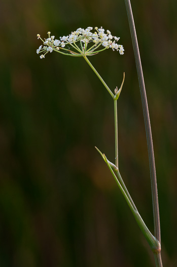image of Tiedemannia filiformis ssp. filiformis, Water Dropwort, Water Cowbane