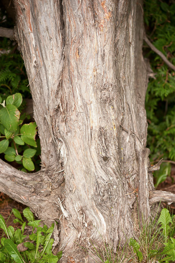 image of Thuja occidentalis, American Arborvitae, Northern White Cedar, Flat Cedar, Eastern Arborvitae