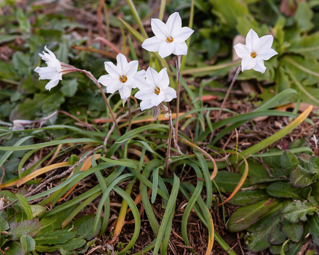 Ipheion uniflorum, Spring Starflower, Spring Star, Star of Bethlehem