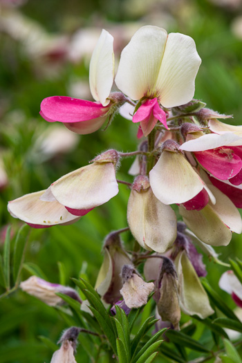 image of Tephrosia virginiana, Virginia Goat's Rue, Devil's Shoestrings