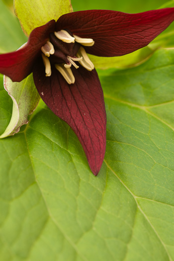 image of Trillium erectum, Red Trillium, Purple Trillium, Stinking Willie, Stinking Benjamin