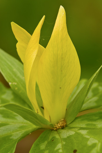 Trillium luteum, Yellow Trillium, Yellow Toadshade, Lemon-scented Trillium, Wax Trillium