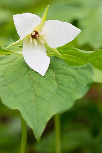 image of Trillium simile, Sweet White Trillium, Confusing Trillium, Jeweled Trillium