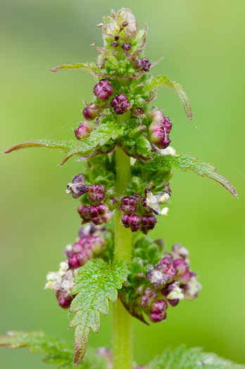 image of Urtica chamaedryoides, Weak Nettle, Dwarf Stinging Nettle, Heartleaf Nettle