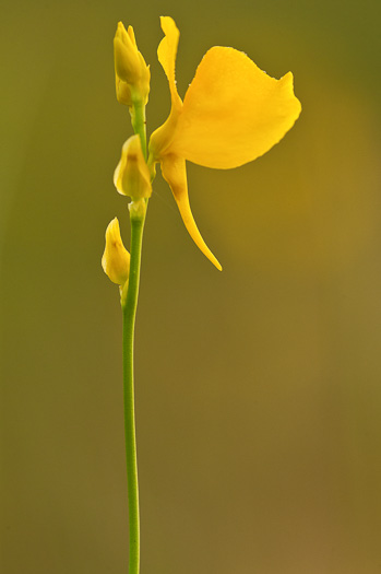 Horned Bladderwort