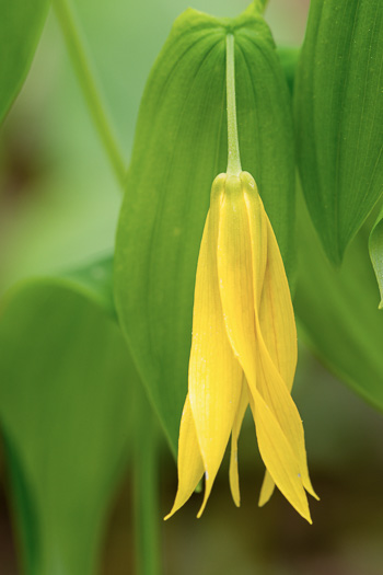 image of Uvularia grandiflora, Large-flowered Bellwort