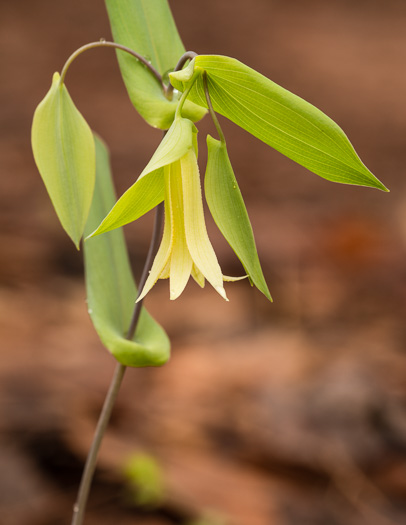 image of Uvularia perfoliata, Perfoliate Bellwort