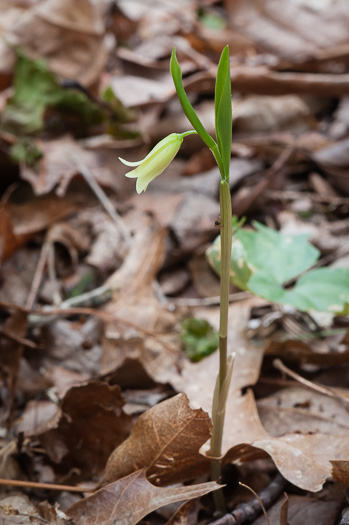 image of Uvularia puberula, Mountain Bellwort, Appalachian Bellwort, Carolina Bellwort, Coastal Bellwort