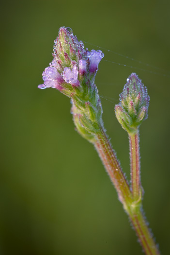 image of Verbena brasiliensis, Brazilian Vervain