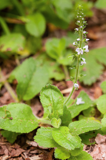 image of Veronica officinalis, Common Speedwell, Gypsyweed, Heath Speedwell