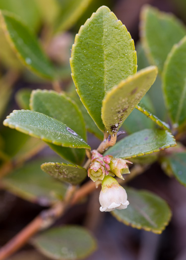 image of Vaccinium sempervirens, Rayner's Blueberry
