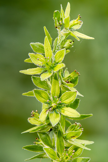 image of Veratrum viride, White-hellebore, Indian Poke, Green Hellebore, Cornhusk Lily