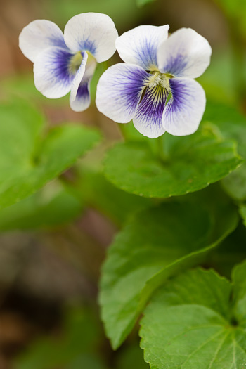 image of Viola sororia var. sororia, Dooryard Violet, Confederate Violet, Common Blue Violet