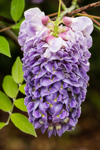 image of Wisteria frutescens var. frutescens, American Wisteria, Swamp Wisteria, Atlantic Wisteria