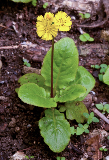 Youngia japonica, Asiatic Hawksbeard, Youngia, Japanese Crepis, Oriental False Hawksbeard