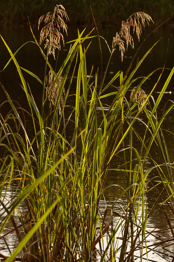 image of Zizaniopsis miliacea, Southern Wild-rice, Water-millet, Giant Cutgrass