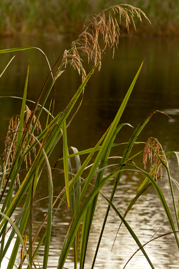 panicle