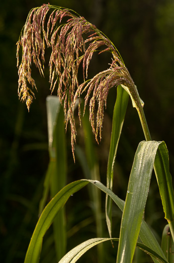 image of Zizaniopsis miliacea, Southern Wild-rice, Water-millet, Giant Cutgrass